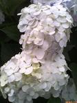 060625white.JPG