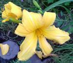 060625yelllow.JPG