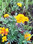 060625yelllow2.JPG