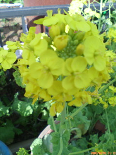 image/ssasachan-2006-04-12T19:24:27-1.jpg