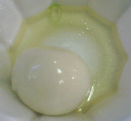 20061009114352.jpg