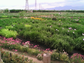 20070604173930.jpg