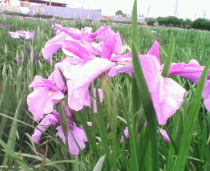 20070604174119.jpg