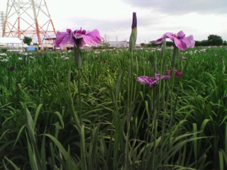 20070604174351.jpg